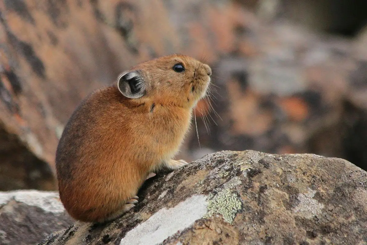 Pika animal on a rock