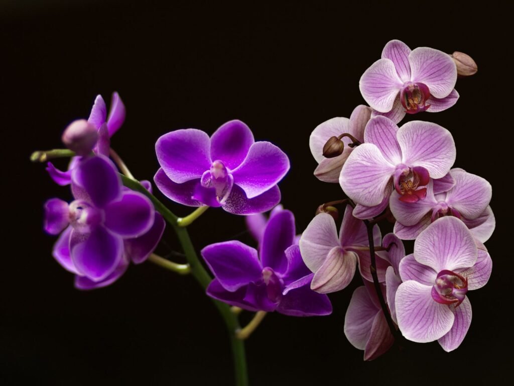 Midnight Blossoms: The Mesmerizing Charm of Night Flowers