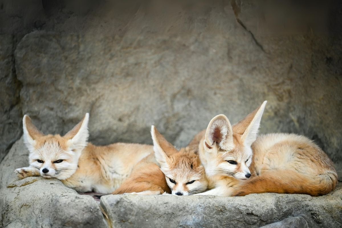 Fennec foxes