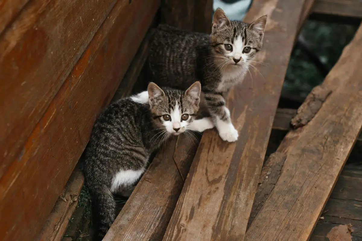 Adorable kittens