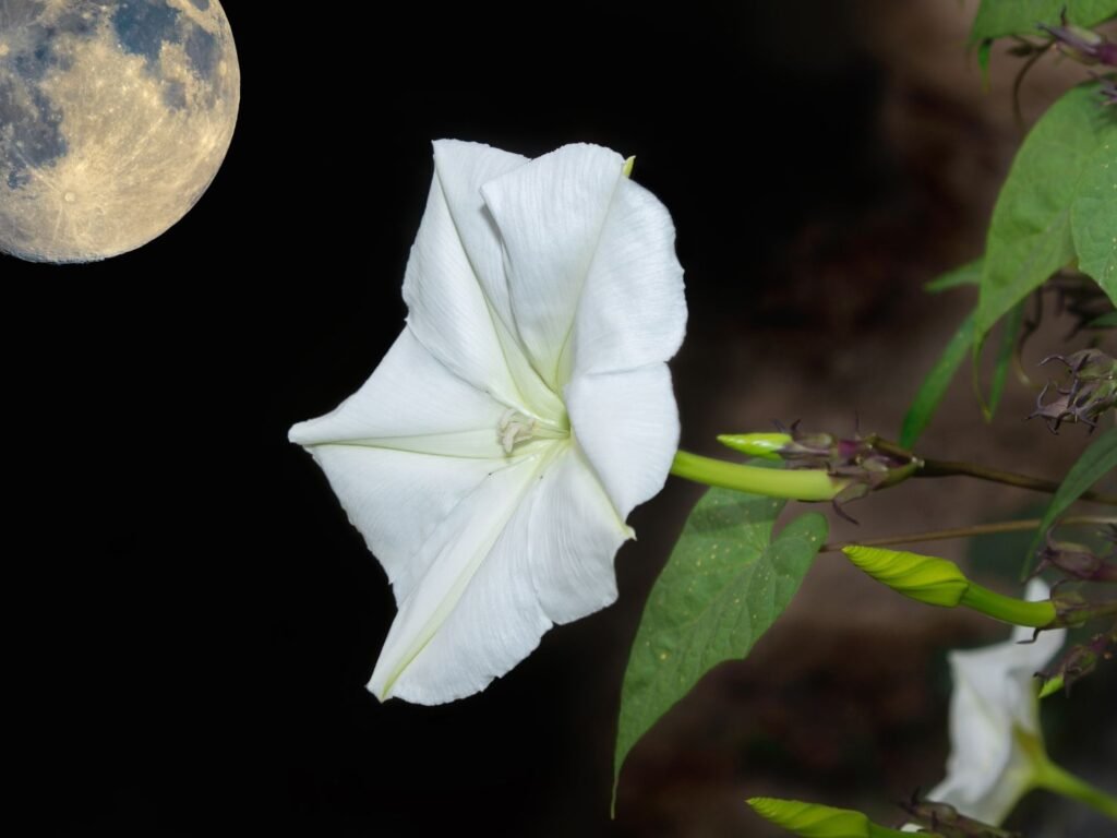 Midnight Blossoms: The Mesmerizing Charm of Night Flowers