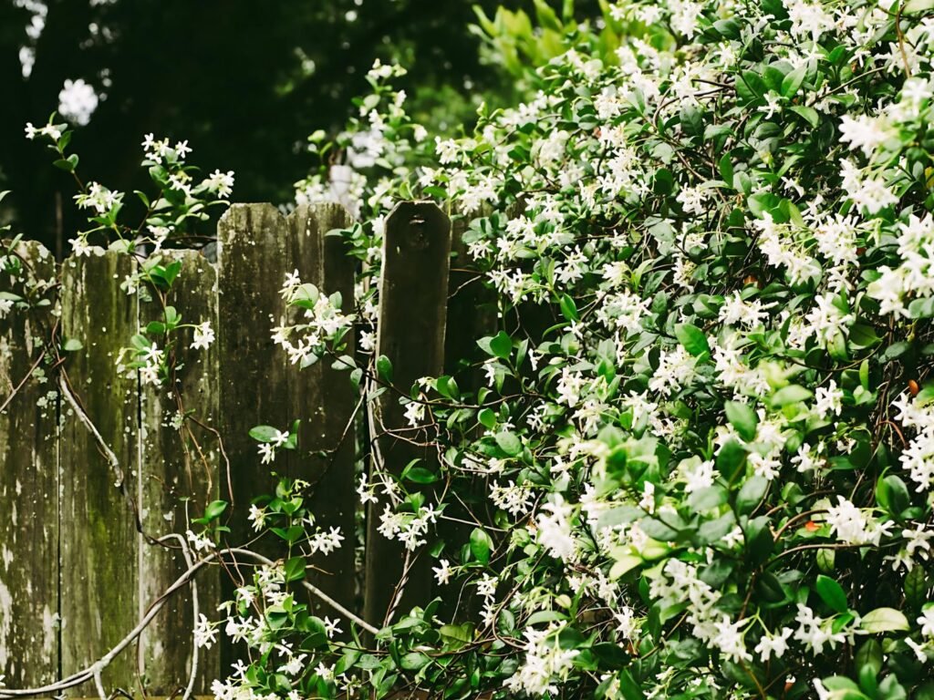 Midnight Blossoms: The Mesmerizing Charm of Night Flowers