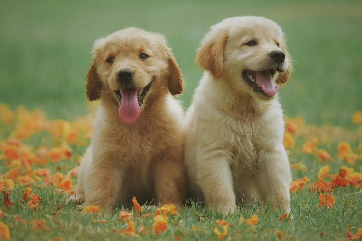 Cute puppies