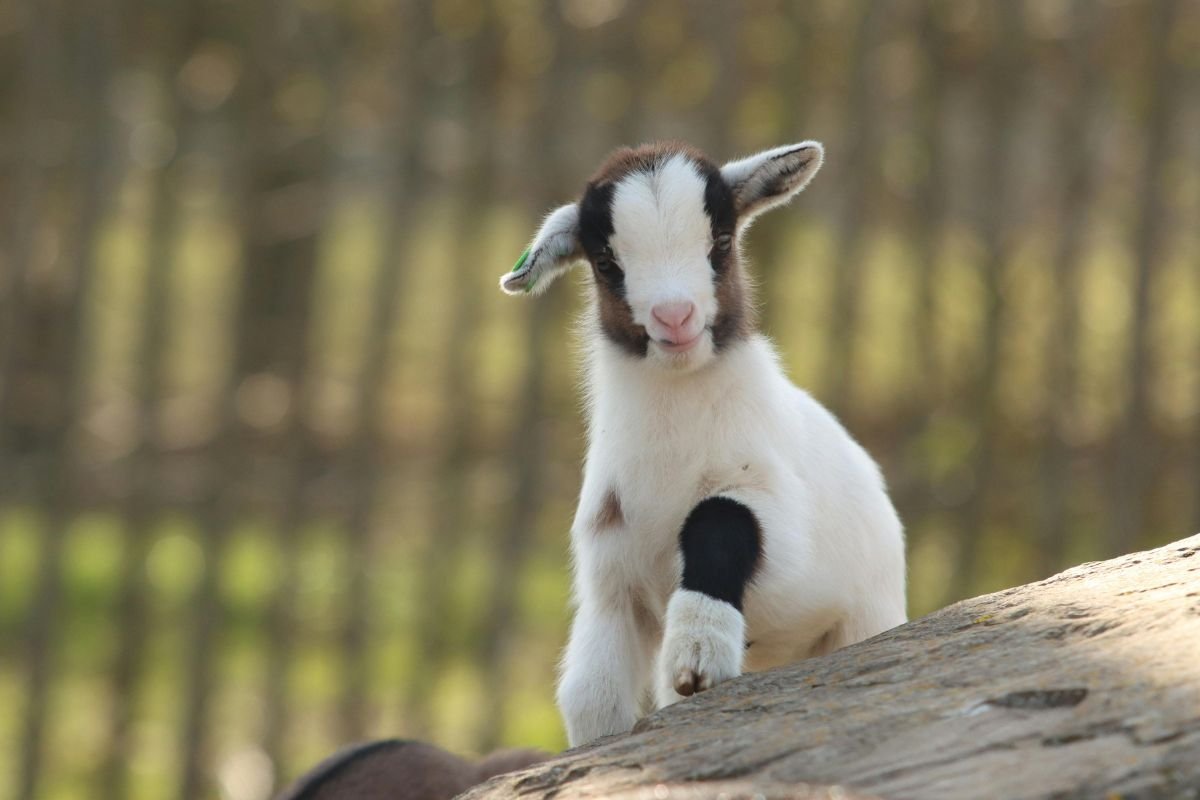 Pygmy Goat