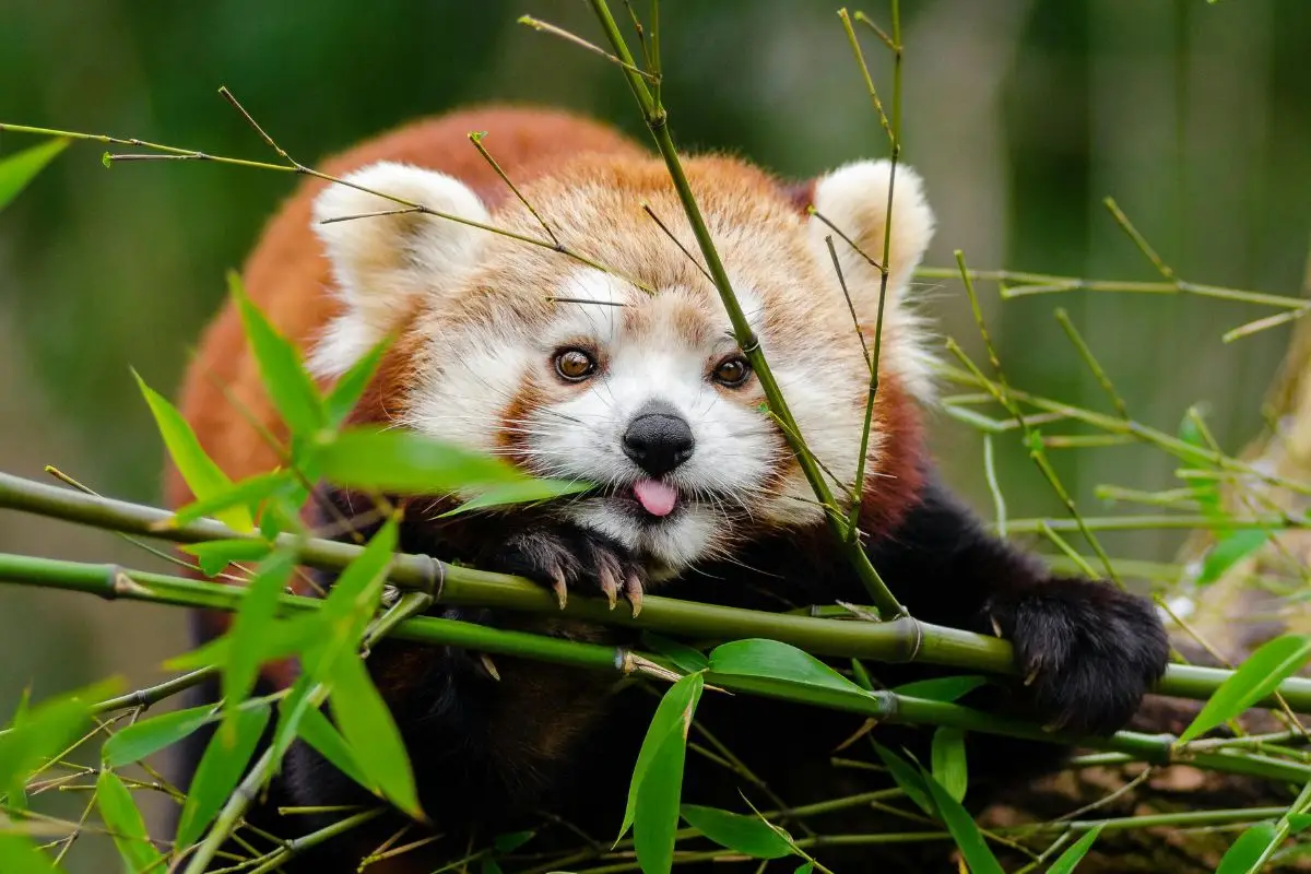 Red Panda