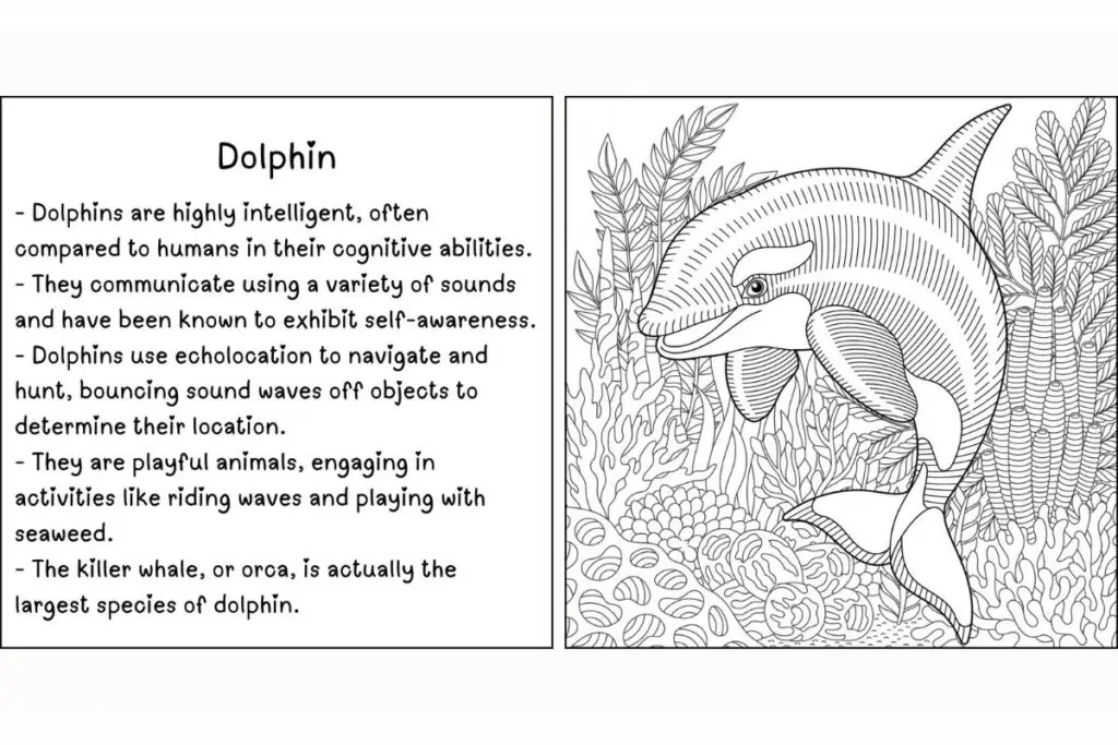 Sea Creatures Coloring Book Dolphin