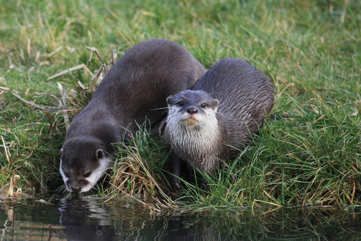 Otters drinking water