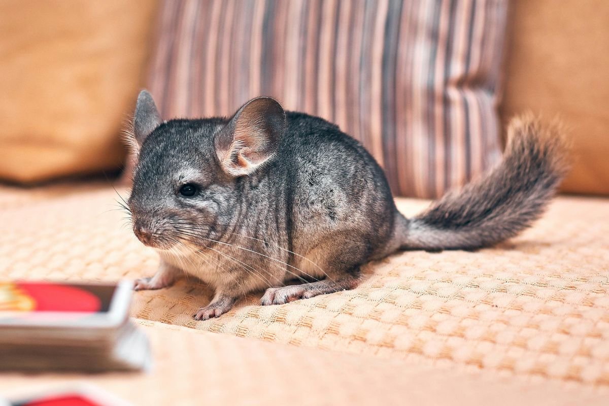 chinchilla