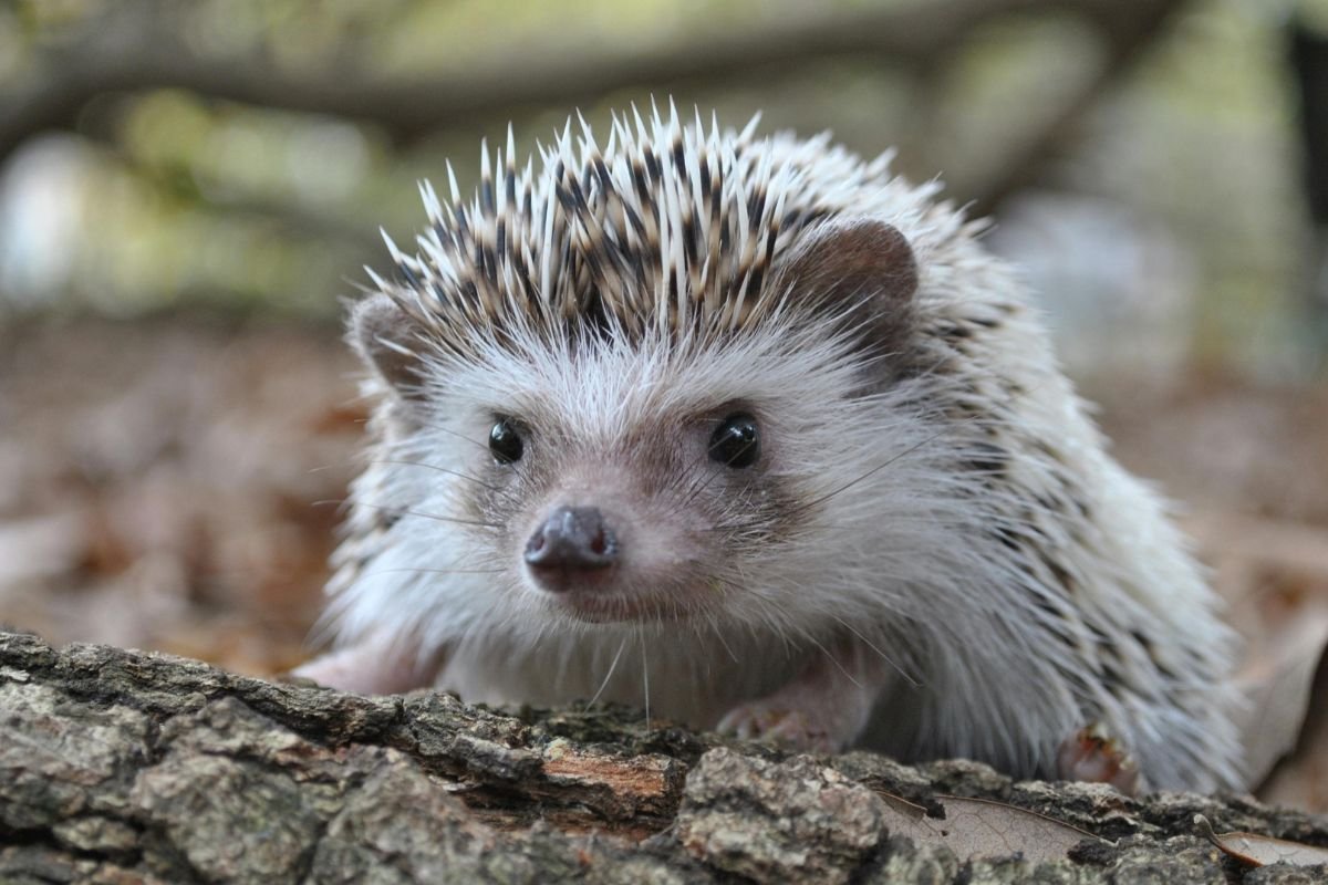 hedgehog