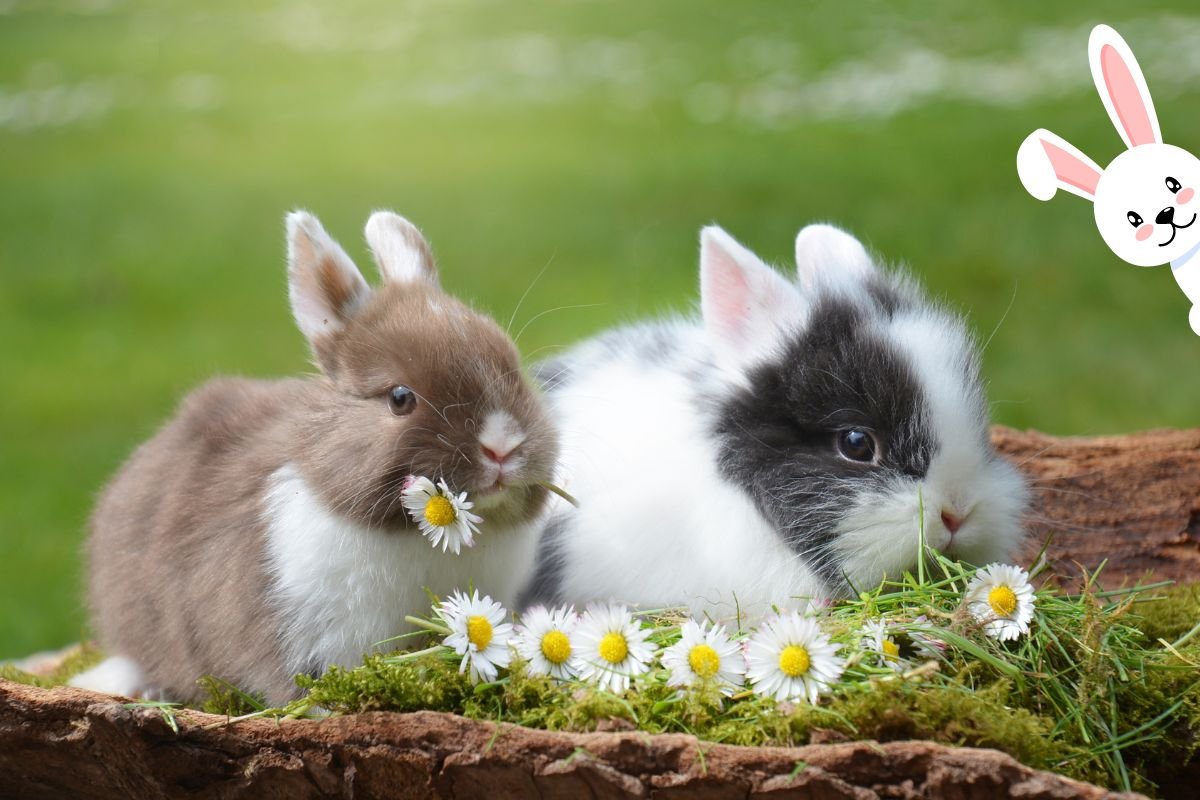 Cute Animals - Bunnies and flowers