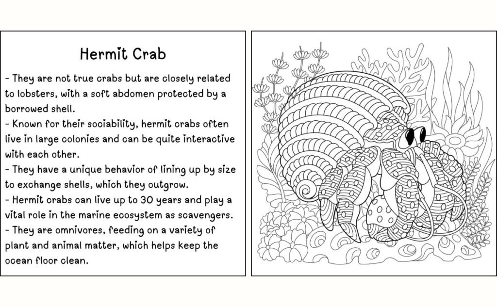 Hermit Crab Illustration