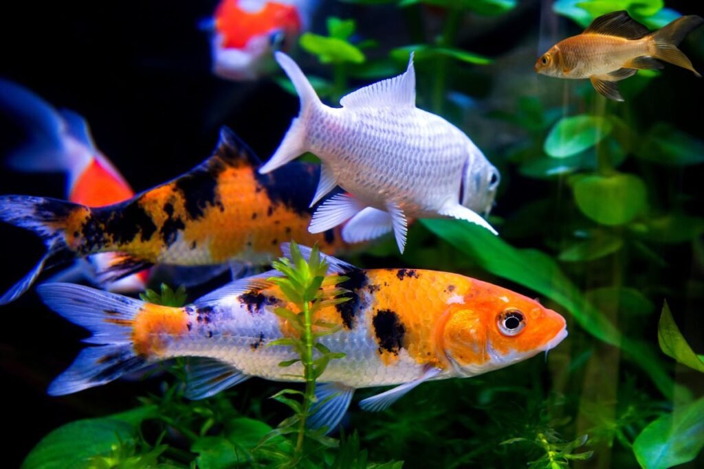 Koi Fish