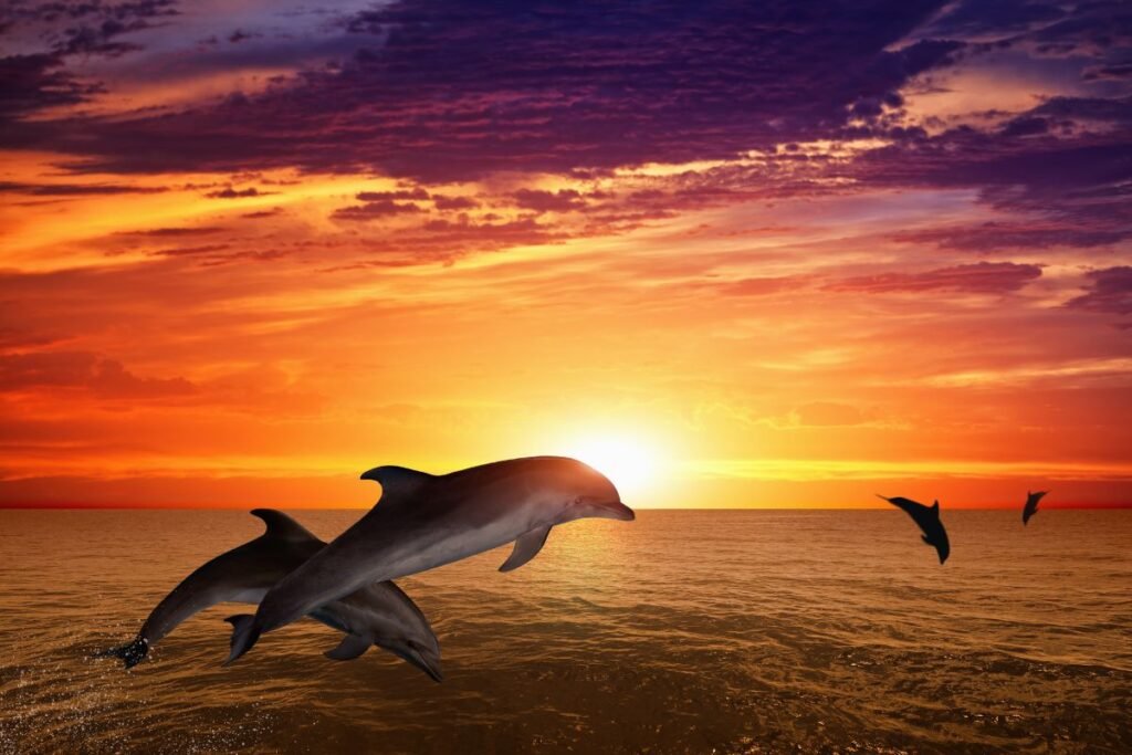 Dolphins Sunset