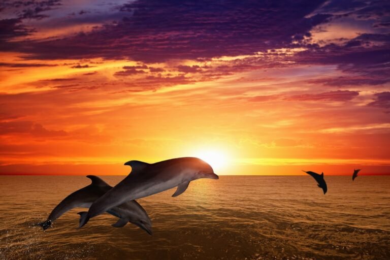 Dolphins Sunset