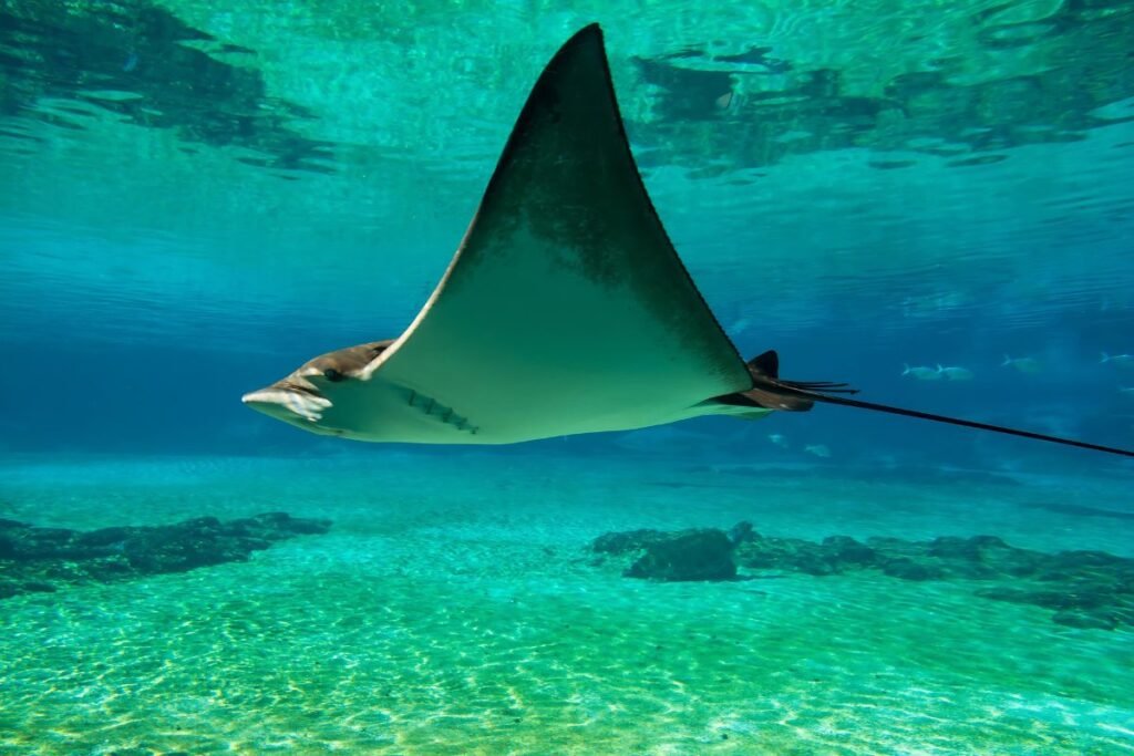 Oceanic Manta Underwater