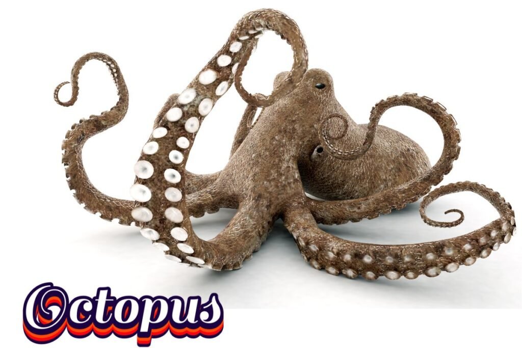 The World of Octopus