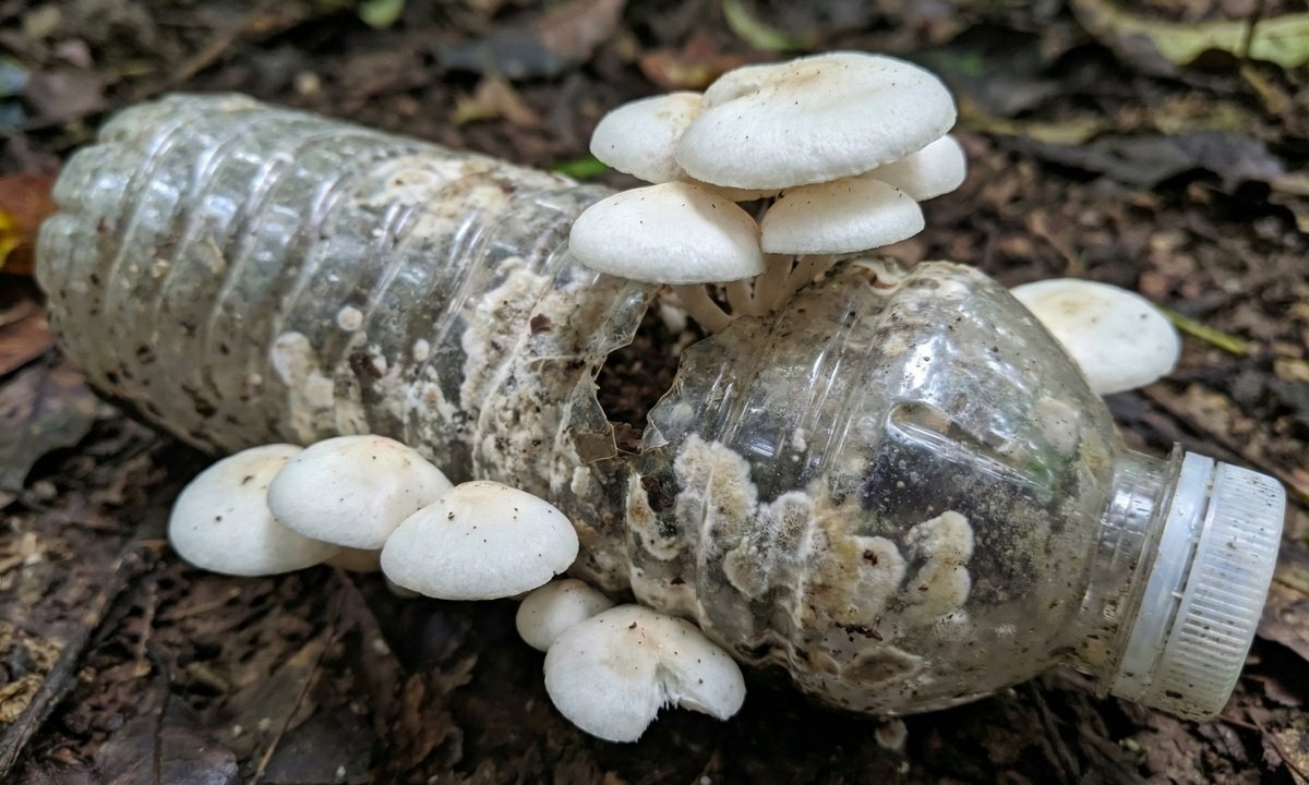 White mushrooms growing on and decomposing a discarded plastic water bottle on the forest floor, demonstrating the plastic-eating ability of Pestalotiopsis microspora.