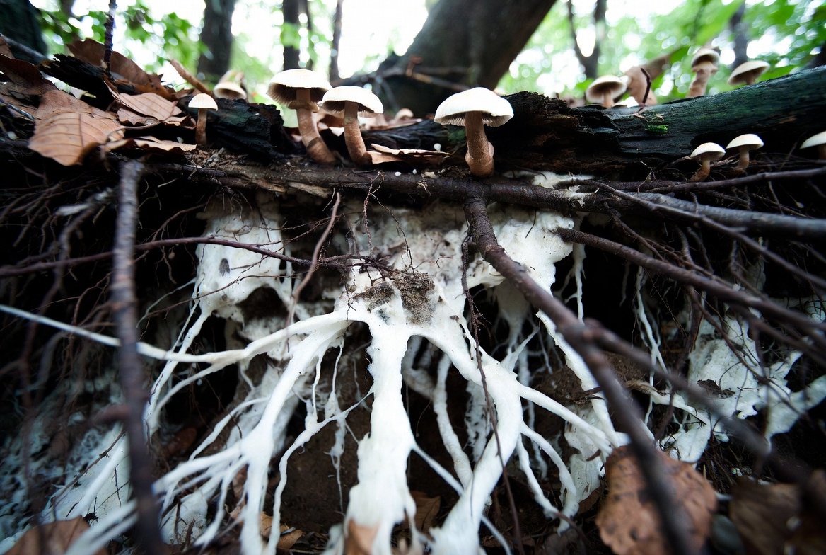 artistic representation of mushroom mycelium under forest soil