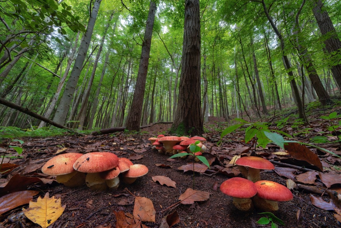 balanced forest ecosystem illustration with mushrooms