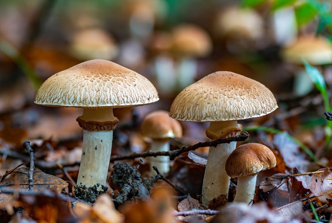 mushrooms growing among leaves and soil