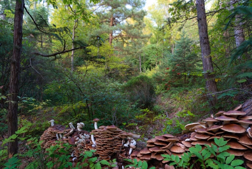 layered woodland ecosystem with mushrooms and trees